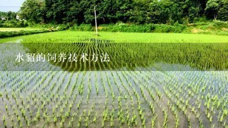 水貂的饲养技术方法