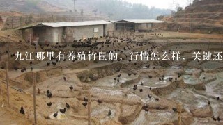 9江哪里有养殖竹鼠的，行情怎么样，关键还是销路问