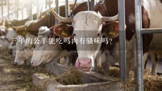 3年的公羊能吃吗肉有骚味吗？