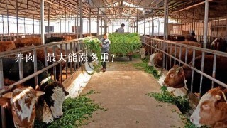 养肉馿最大能涨多重？