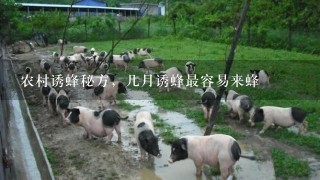 农村诱蜂秘方，几月诱蜂最容易来蜂