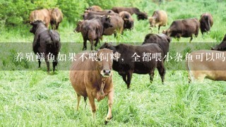 养殖鳝鱼如果不喂饲料，全都喂小杂鱼可以吗？