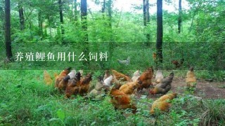 养殖鲤鱼用什么饲料