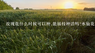 玫瑰花什么时候可以种,能插枝种活吗?水仙花又是什么时候的花?