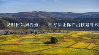 发财树如何养殖，4种方法让你养出枝繁叶茂的发财树