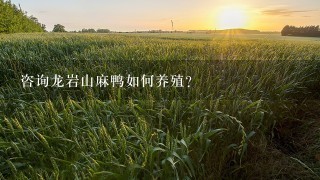 咨询龙岩山麻鸭如何养殖？