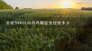 养殖5000只肉鸡鸡棚需要投资多少