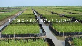 竹鼠养殖基地该怎么来建设？要注意些什么？