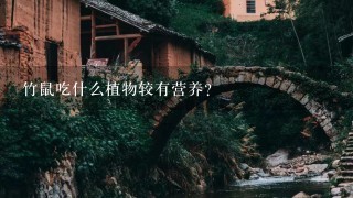 竹鼠吃什么植物较有营养？