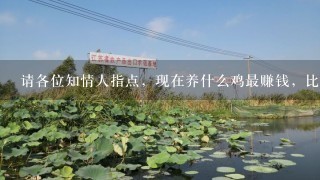 请各位知情人指点，现在养什么鸡最赚钱，比方说：乌鸡，山鸡，土家鸡等等。我家广东茂名的