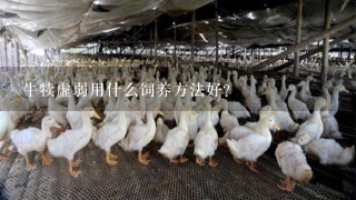 牛犊虚弱用什么饲养方法好？