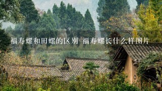 福寿螺和田螺的区别 福寿螺长什么样图片