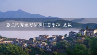 蕙兰的养殖方法和注意事项 盆栽