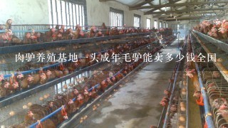 肉驴养殖基地1头成年毛驴能卖多少钱全国