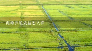 泥鳅养殖效益怎么样