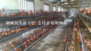 刺鳅鱼养殖方法 怎样养殖刺鳅鱼