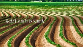 养殖什么鱼好养又赚钱