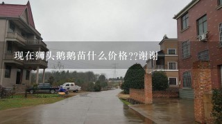 现在狮头鹅鹅苗什么价格??谢谢