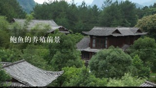 鲍鱼的养殖前景