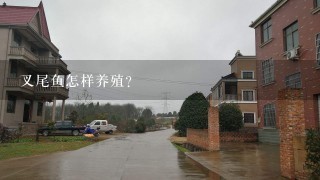 叉尾鱼怎样养殖？