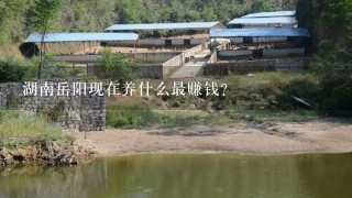 湖南岳阳现在养什么最赚钱？