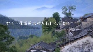 君子兰花瓣熬水对人有什么好处？