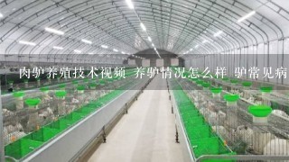 肉驴养殖技术视频 养驴情况怎么样 驴常见病是什么