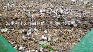 泥鳅和什么共同养殖，能和虾共养吗？