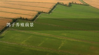 鸽子养殖前景