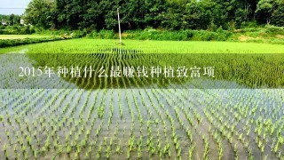 2015年种植什么最赚钱种植致富项