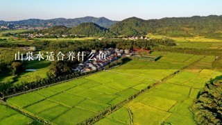 山泉水适合养什么鱼