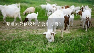 养殖吴公被咬到了会中毒吗?