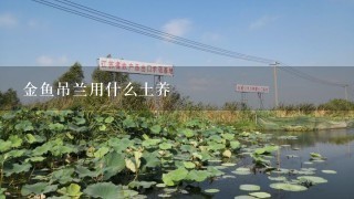 金鱼吊兰用什么土养