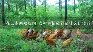 在云南西双版纳 农村种植或养殖什么比较适合又赚钱