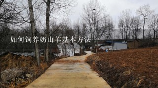 如何饲养奶山羊基本方法