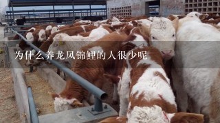 为什么养龙凤锦鲤的人很少呢