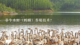 菲牛水蛭（蚂蟥）养殖技术？