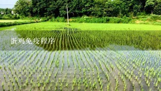 蛋鸡免疫程序