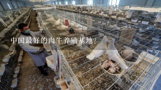 中国最好的肉牛养殖基地？