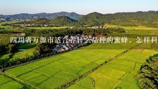 4川省万源市适合养什么品种的蜜蜂，怎样科学养殖？