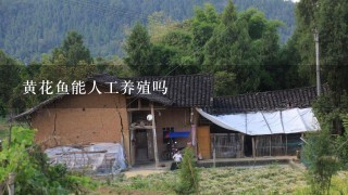 黄花鱼能人工养殖吗