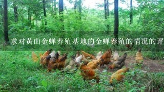 求对黄山金蝉养殖基地的金蝉养殖的情况的评价，因为做这个生意的很多骗子，有真实知道的吗?请实告知!