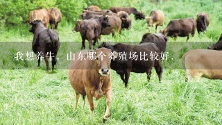 我想养牛，山东哪个养殖场比较好.