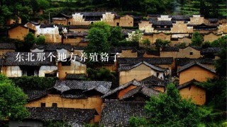 东北那个地方养殖貉子