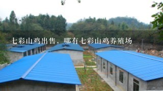 7彩山鸡出售，哪有7彩山鸡养殖场