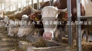 大棚种植什么水果、蔬菜赚钱？怎么管理温室大棚收益