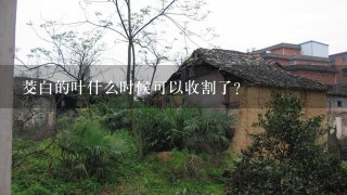 茭白的叶什么时候可以收割了？