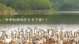 冬季信鸽为什么不下蛋？？