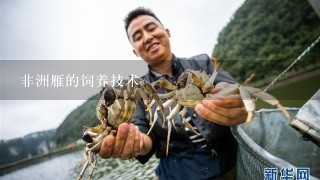 非洲雁的饲养技术