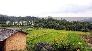 萧山鸡养殖方法